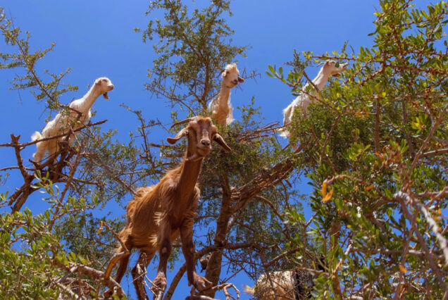 Essaouira Goats